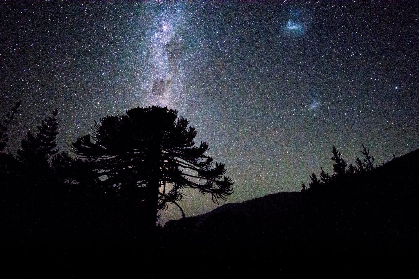 Araucaria Nocturna