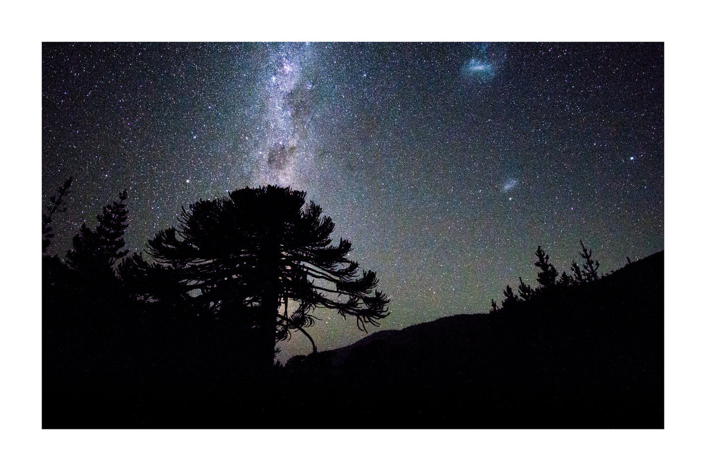 Araucaria Nocturna