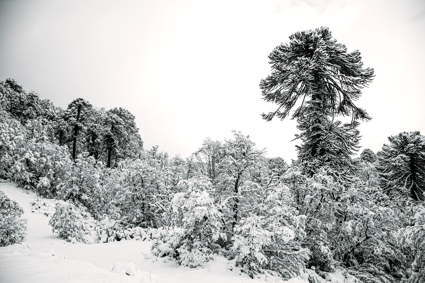 Noviembre Invernal