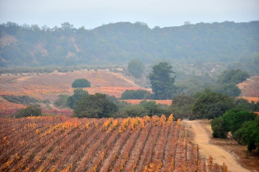 Viñedos en Otoño