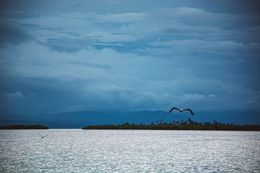 PAN - Pelicano en San Blas