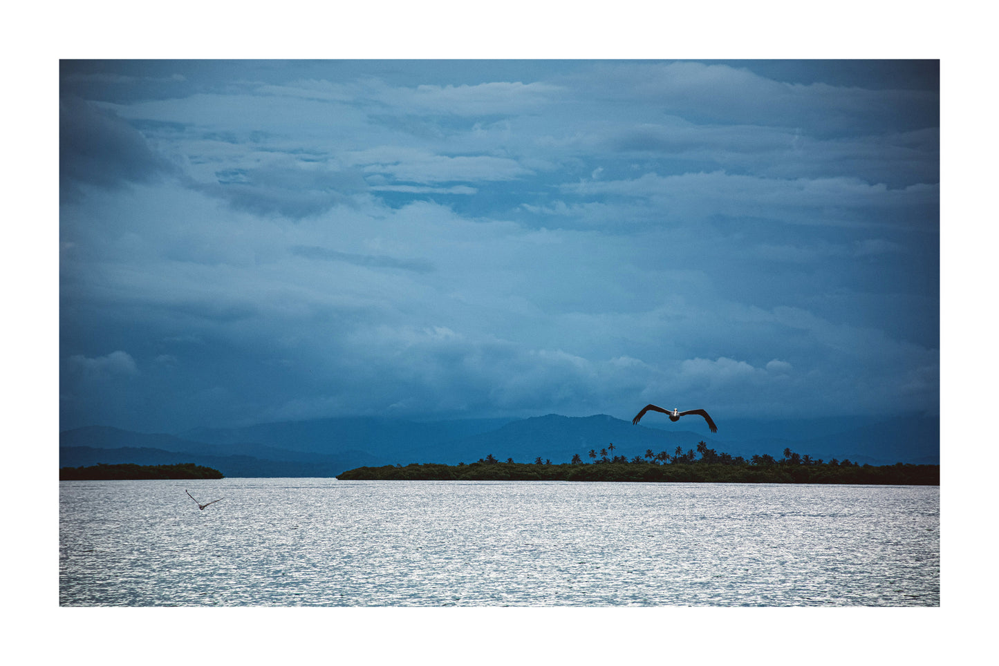 PAN - Pelicano en San Blas