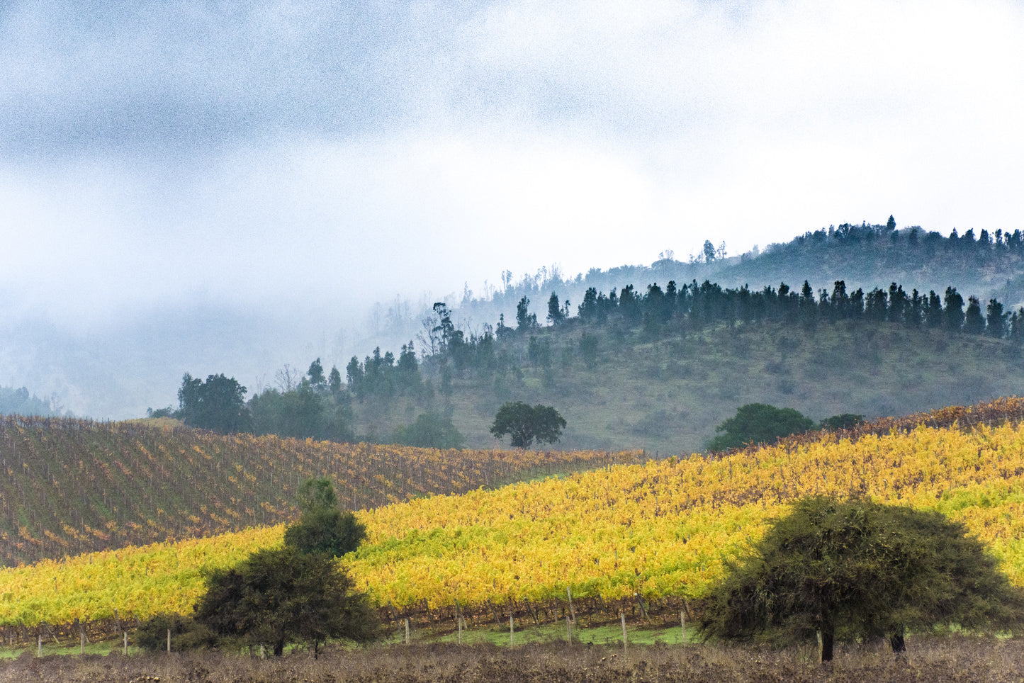 Viñedos bajo Nubes