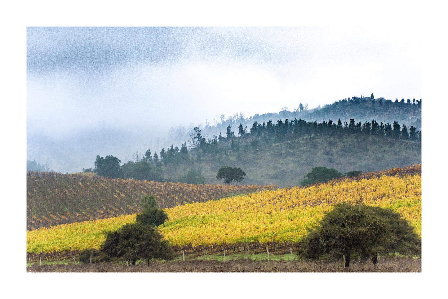 Viñedos bajo Nubes