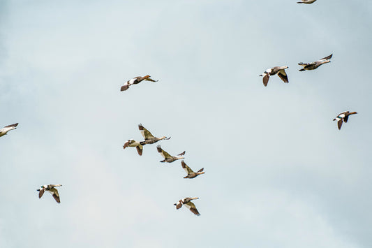 Caiquen al Vuelo 1