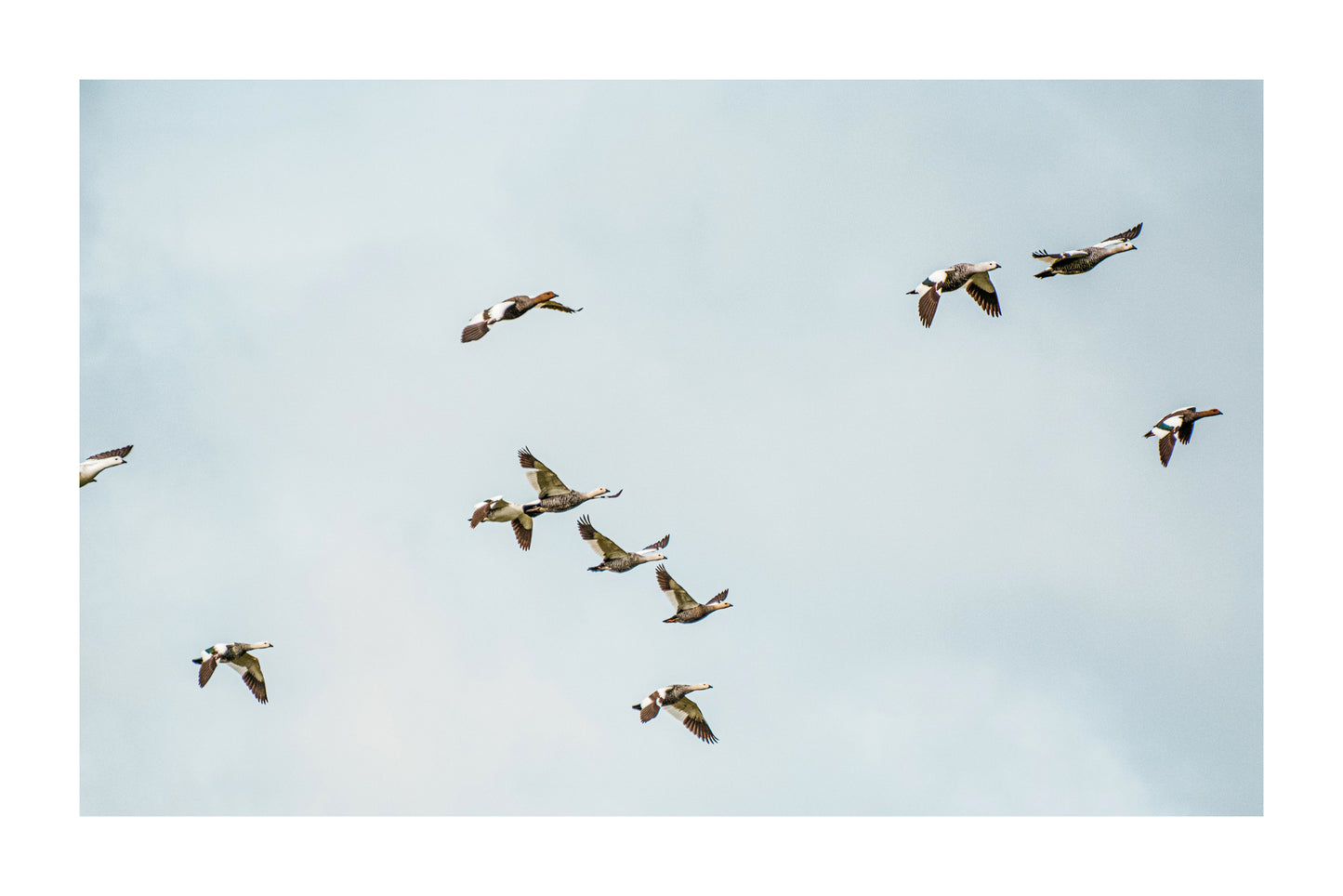 Caiquen al Vuelo 1