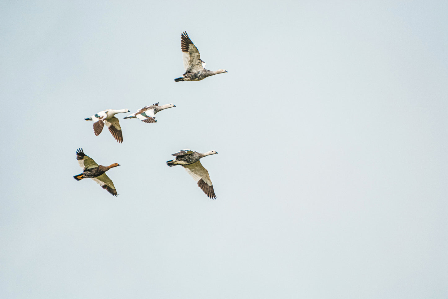 Caiquen al Vuelo 2