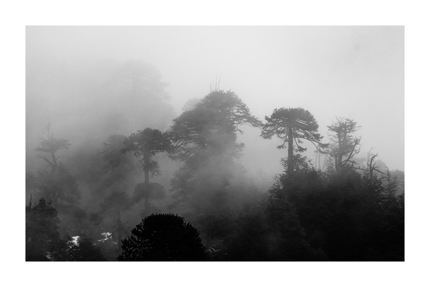 Araucarias entre Niebla