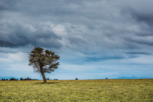 Arbol Solitario