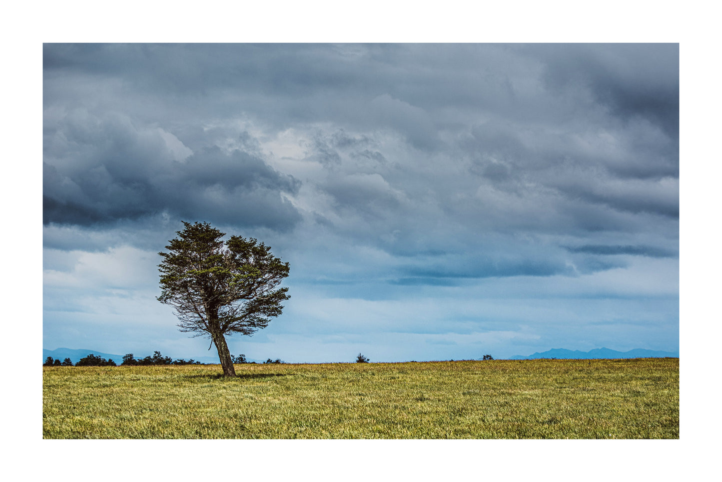 Arbol Solitario