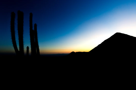 Cactus en el Manquehue