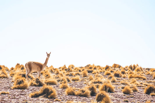 Amigo Altiplano