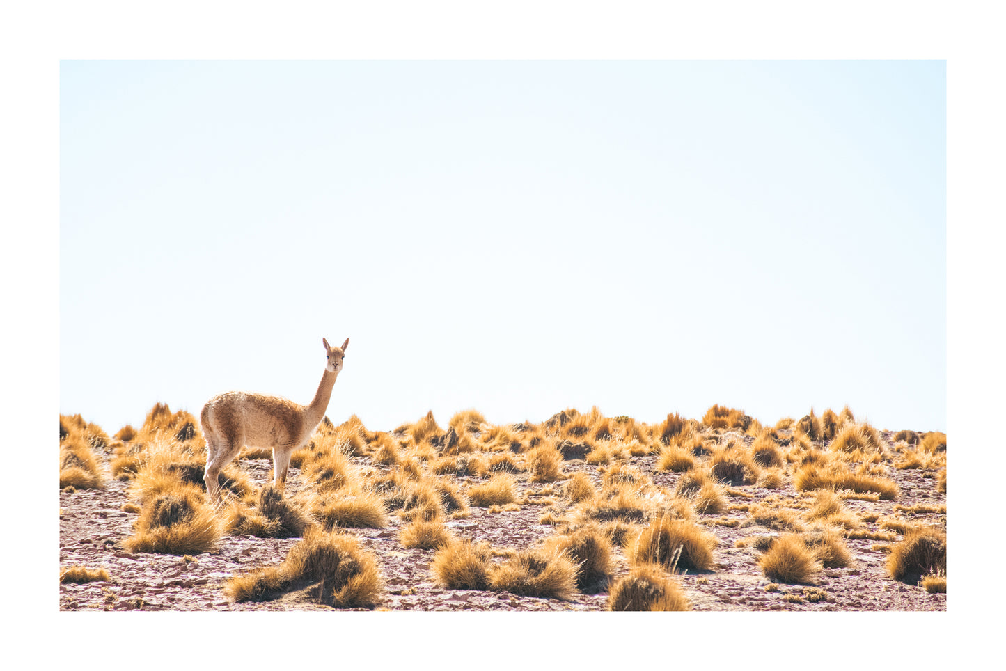 Amigo Altiplano