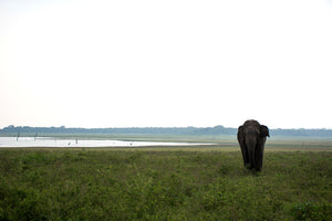 LKA - Elefantes de Kaudulla 2