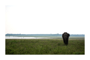 LKA - Elefantes de Kaudulla 2