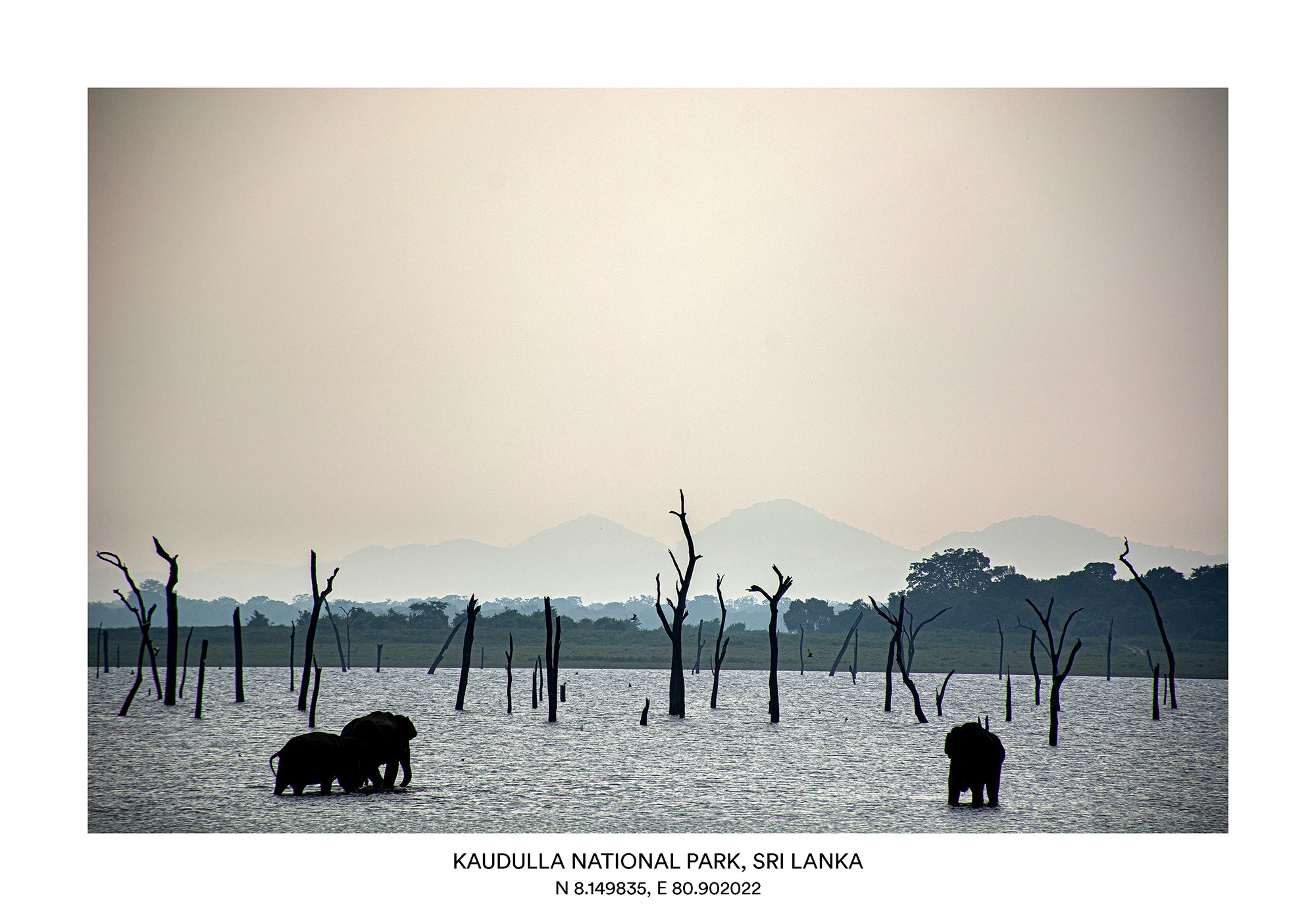 LKA - Kaudulla National Park, Sri Lanka 2