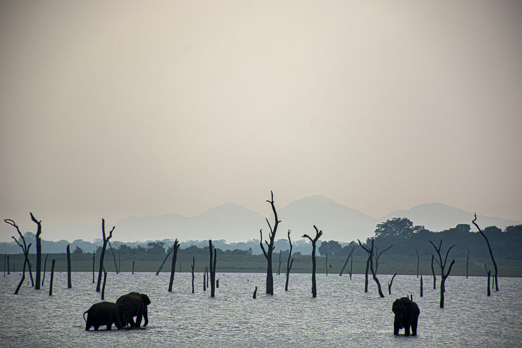 LKA - Elefantes de Kaudulla 1