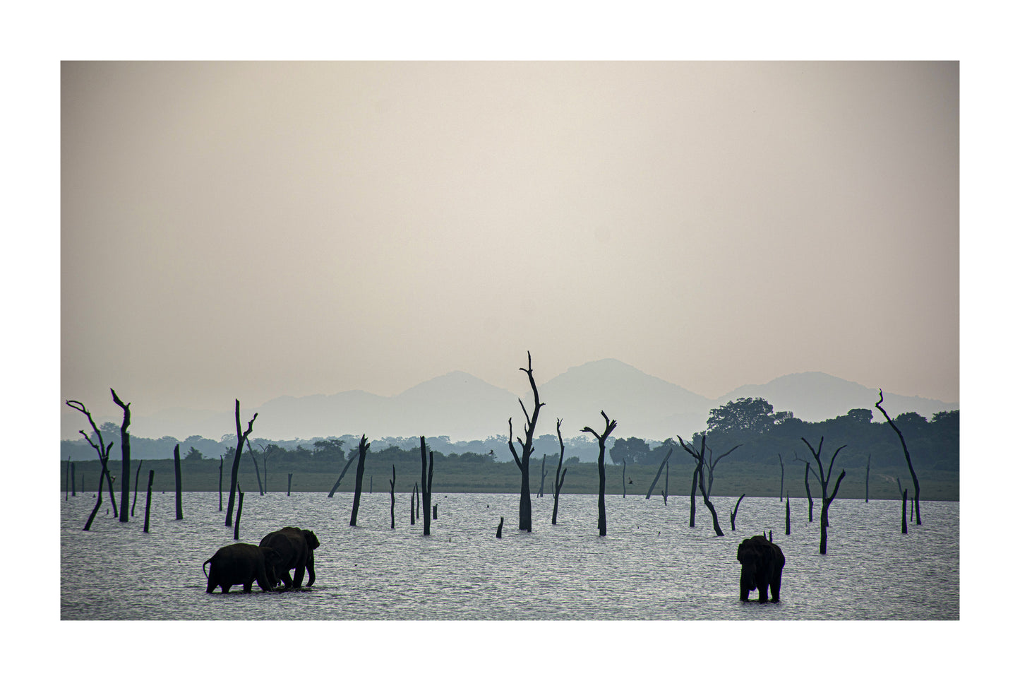 LKA - Elefantes de Kaudulla 1