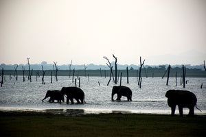 LKA - Elefantes de Kaudulla 3